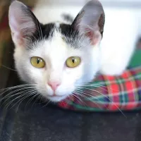 Purrrusia 0342/24