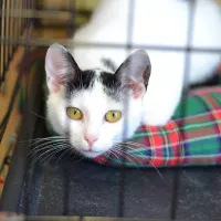 Purrrusia 0342/24
