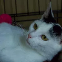 Purrrusia 0342/24