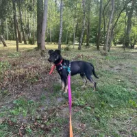 Bazylia 0809/24
