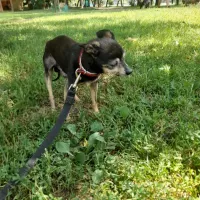 Gustaw 0867/24