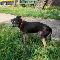 Gustaw 0867/24