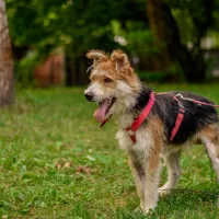 Gizmo 0926/24