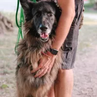Hagrid 0973/24