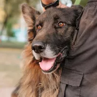 Hagrid 0973/24