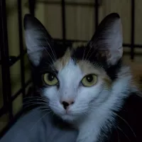Melisa 0556/24