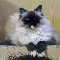 Hugo 0628/24