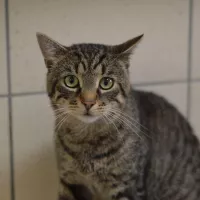 Tofik 0654/24