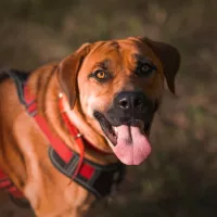 Nala 1157/24