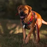 Nala 1157/24