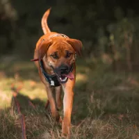 Nala 1157/24