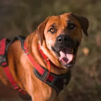 Nala 1157/24