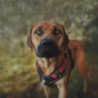 Nala 1157/24