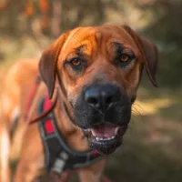 Nala 1157/24