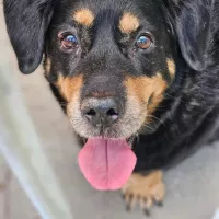 Rambo 1213/24