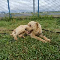 Falkor 1215/24