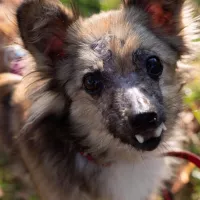 Mimi 1242/24
