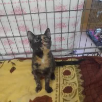 Satyna 0818/24