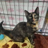 Satyna 0818/24