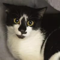 Tai Lung 0851/24