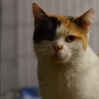 Margerita 0877/24
