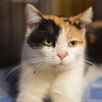Margerita 0877/24