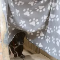 Hotdog 1360/24