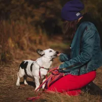 Perro 1386/24