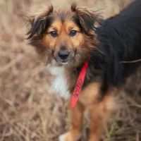 Kajko 1500/24