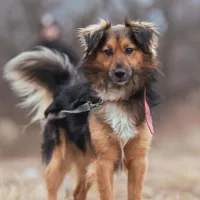 Kajko 1500/24