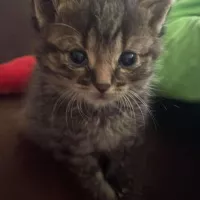 Pepino 1101/24
