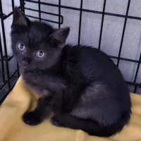 Profesor Miau 1119/24