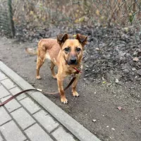 Missy 1608/24