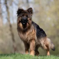 Maximus 0211/25