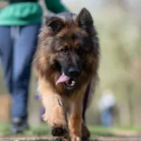 Maximus 0211/25