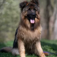 Maximus 0211/25