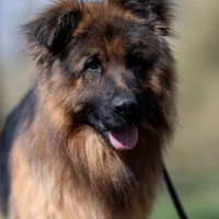 Maximus 0211/25