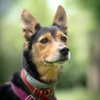 Woody 0029/25