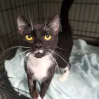 Pandzia 0605/25