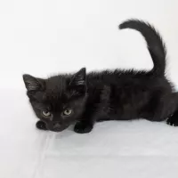 Ozzy 0620/25