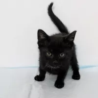 Ozzy 0620/25