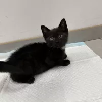 Ozzy 0620/25