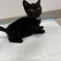 Ozzy 0620/25