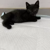 Ozzy 0620/25