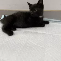 Ozzy 0620/25