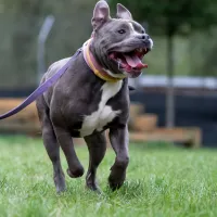 Ozzy 0702/25