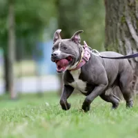 Ozzy 0702/25