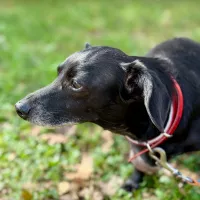 Daisy 0870/25