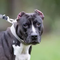 Gaja 0935/22