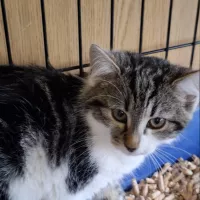 Drożdżówka 0939/25